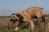 BOUVIER DES ARDENNES 182